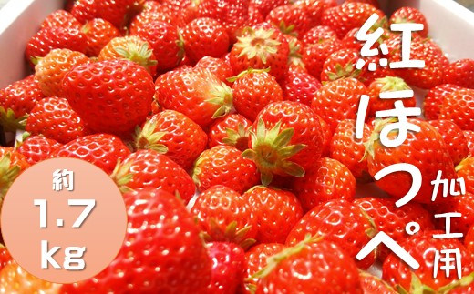 イチゴ（紅ほっぺ）　加工用イチゴ　バラ詰め　1.7kg（6.5パック相当）（2021年静岡県いちご果実品評会入賞）