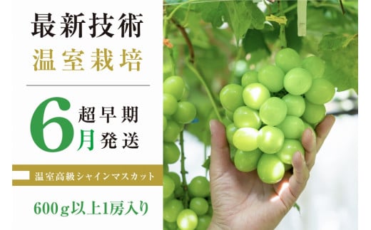 超早期栽培温室高級シャインマスカット600g以上1房入り【2024年発送】（RO）C5-105