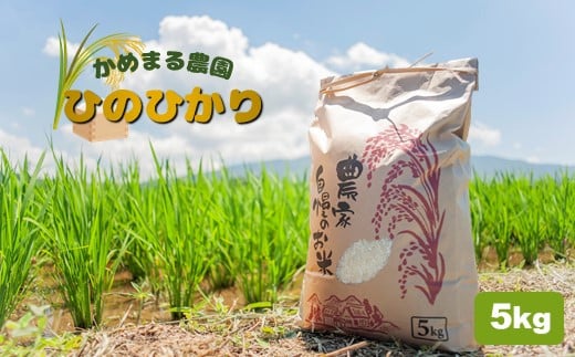 かめまる農園 の 「 ひのひかり 」 5kg | 米 こめ お米 おこめ 白米 精米 ヒノヒカリ 熊本県 玉名市 317856 - 熊本県玉名市