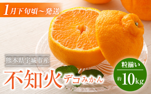 宇城市産 デコみかん 約10kg（5kg×2箱）不知火 粒揃い 柑橘 フルーツ