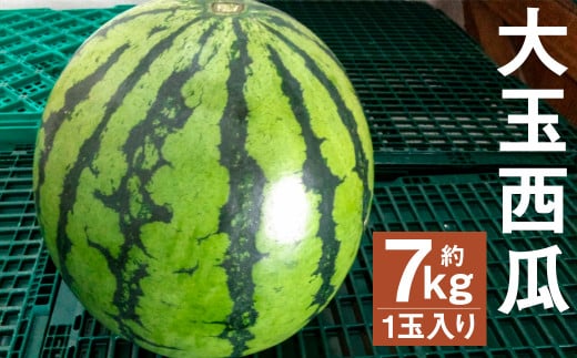 大玉西瓜 1玉入り(7kg以上) 果物 すいか スイカ