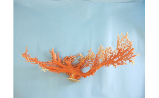 珊瑚職人館の珊瑚の原木・拝見・置物（g61） 787137 - 高知県宿毛市