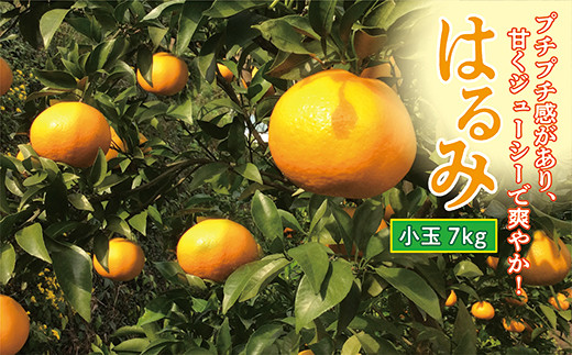 山崎農園のみかん(はるみ)小玉7kg
