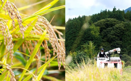 【12ヶ月定期便】さとうファームの有機栽培米(玄米) 5kg 玄米 有機栽培米