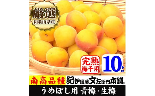 10kg 黄色【完熟】■特大サイズ 南高梅 梅干用フレッシュ青梅（生梅）／紀伊国屋文左衛門本舗