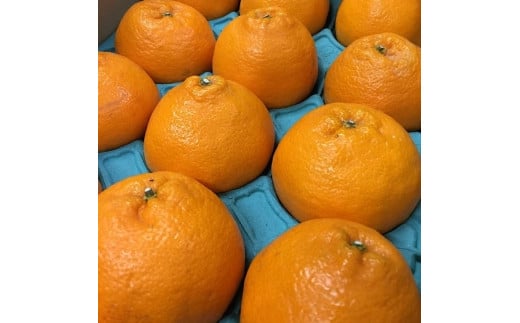 和歌山産 不知火 【12玉~24玉】秀品 594842 - 和歌山県印南町
