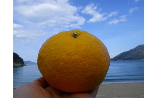 無農薬 甘夏7.5キロ 生口島産[柑橘 果物 フルーツ 国産 人気 おすすめ 瀬戸内 広島県 尾道市]