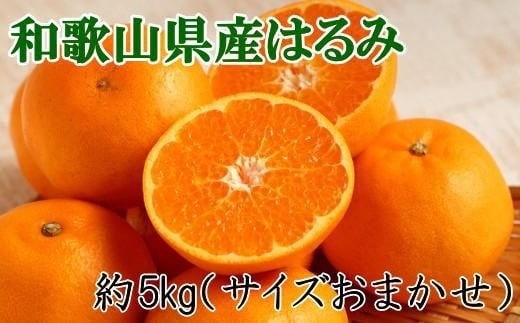 【厳選・濃厚】和歌山県産のはるみ約5kg(サイズおまかせ)　 ★2024年1月下旬頃より順次発送【和歌山県かつらぎ町産】