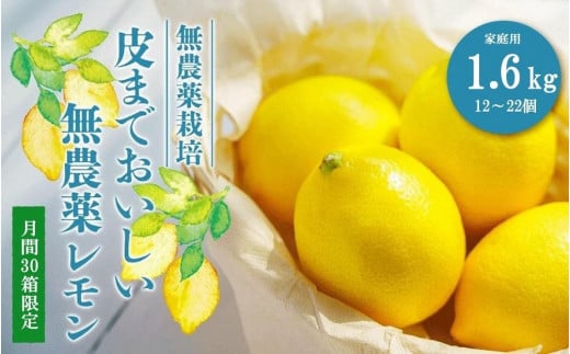 【30箱限定】皮まで美味しい無農薬レモン　家庭用1.6kg 504913 - 広島県尾道市