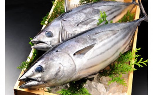 旬 天然魚介類 詰め合わせ B セット 約 6kg 478623 - 和歌山県白浜町