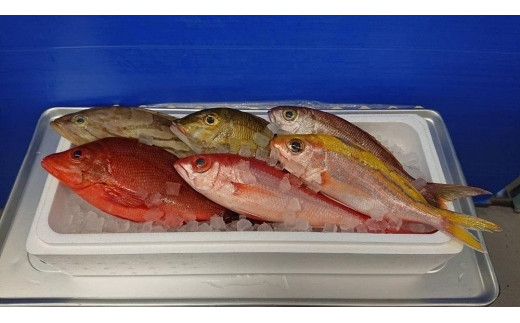 産地直送】【漁師まちの鮮魚店厳選】おまかせ鮮魚セット（約2kg