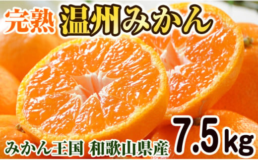 完熟温州みかん 10kg 和歌山のみかん職人が作る情熱ミカン - 和歌山県御坊市｜ふるさとチョイス - ふるさと納税サイト