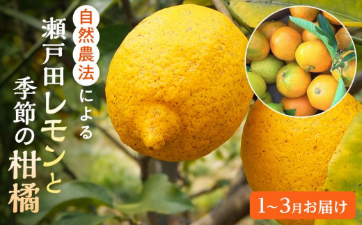 【先行受付】自然農法による瀬戸田レモンと季節の柑橘詰め合わせ（１月～3月お届け） 528370 - 広島県尾道市
