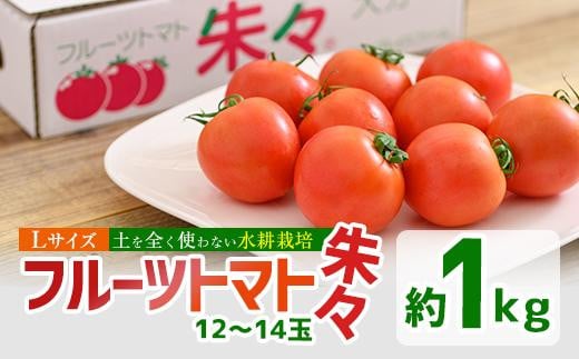 フルーツトマト 朱朱 Lサイズ (計1kg・12-14玉)【CH62】【(株)サニープレイス】