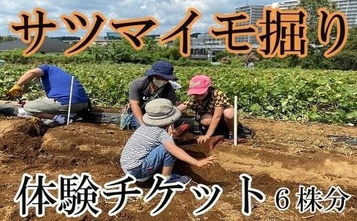 サツマイモ掘り体験チケット（６株分） 1266086 - 神奈川県川崎市