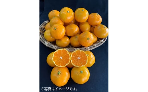 数量限定】有田みかん青秀約5kg（Lもしくは2Lサイズ）※サイズ指定不可