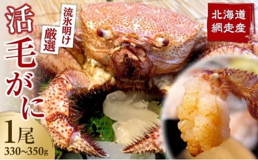 【先行予約】【流氷明け厳選】活毛がに330~350g×1尾 〈網走産〉〈2024年4月上旬~発送予定〉