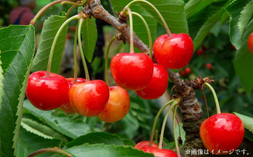 【2023年7月中旬発送分先行販売】さくらんぼ (紅秀峰) 1kg