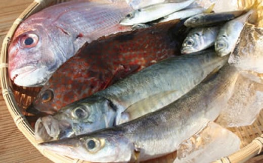 小豆島産　鮮魚詰合せ約3kg 784134 - 香川県小豆島町