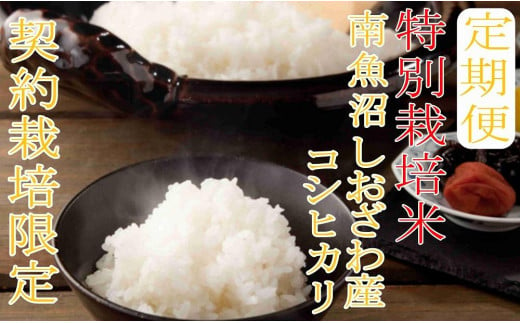 ※定期便：２Kg×12ヶ月※特別栽培 生産者限定  南魚沼しおざわ産コシヒカリ 497553 - 新潟県南魚沼市