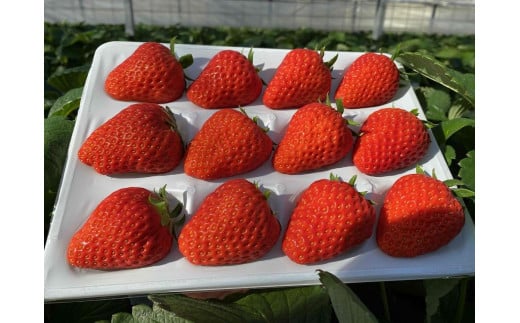 神奈川県川崎市のふるさと納税 お礼の品ランキング【ふるさとチョイス