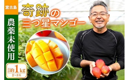 2023年発送】沖縄県宮古島産「完熟マンゴー」約1kg（2～3玉）「畑