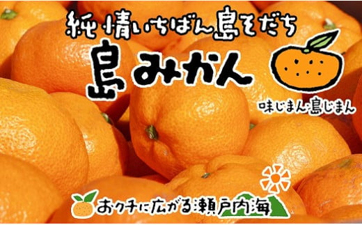 【1月上旬から発送予定】希望の島 温州みかん 新品種『ゆたか』 3kg  愛媛県産 みかん 柑橘