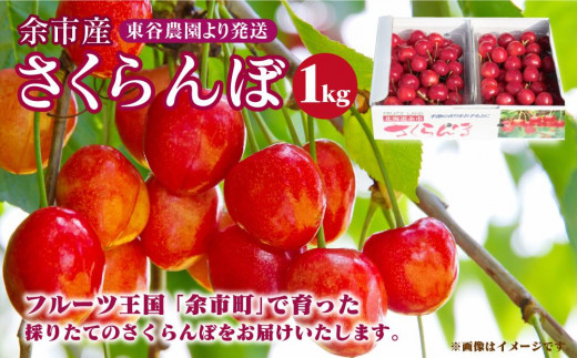 〔予約受付中〕毎年大好評！こだわりの東谷農園 余市産 さくらんぼ 1kg（2023年初夏発送）