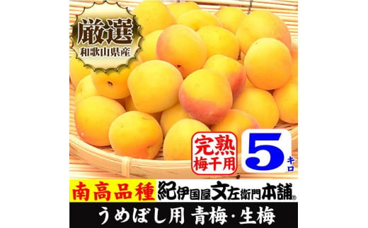 黄色【完熟】5kg 大サイズ 南高梅 梅干用フレッシュ青梅（生梅）／紀伊国屋文左衛門本舗