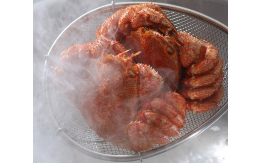 【先行予約】＜オホーツク産＞活〆浜茹で 毛がに2尾セット（網走加工）【2023年4月中旬～発送開始予定】