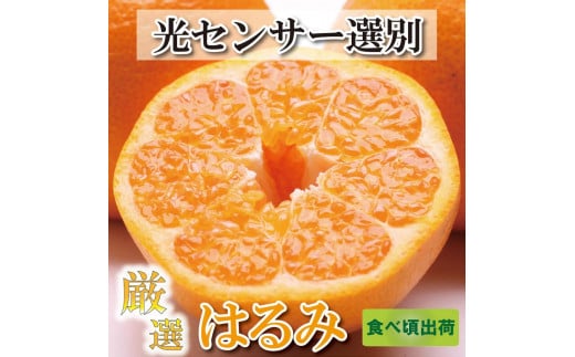 ＜2月より発送＞厳選 はるみ5kg+150g（傷み補償分）【デコポンの姉妹品種・新食感春みかん】【光センサー選別】