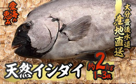 天然 イシダイ (約2kg・計1-3枚) 【CS16】【(有)丸昌水産】 529331