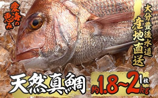 天然 真鯛 (約1.8-2kg・1枚)  豊後水道 鮮魚 愛海の恵み【CS02】【(有)丸昌水産】
