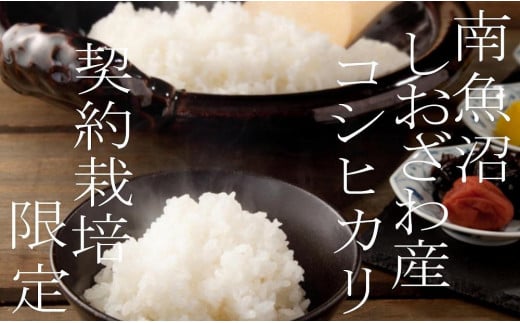 【令和7年産】【定期便10Kg×３ヶ月】契約栽培限定 南魚沼しおざわ産コシヒカリ【2025年10月上旬より順次発送予定】
