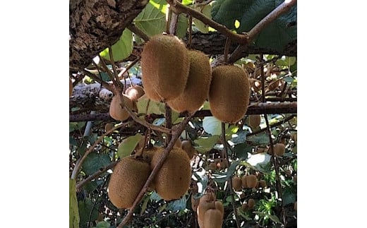 和歌山産 キウイフルーツ 約1.2kg 秀品 ［US62］