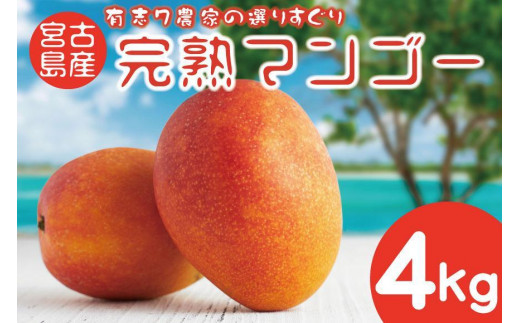 ☆令和5年発送 早期先行予約開始☆完熟アップルマンゴー 4kg 宮古島