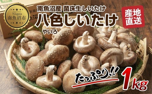 ES419 八色 しいたけ 1kg シイタケ 椎茸 生しいたけ 生シイタケ きのこ キノコ 菌床栽培 肉厚 鍋 バーベキュー おかず おつまみ 贈答 ギフト 越季 新潟県 南魚沼市 548224 - 新潟県南魚沼市