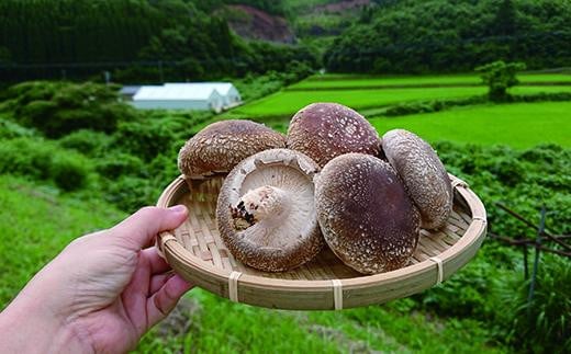 のとっこ椎茸(菌床) 20枚入