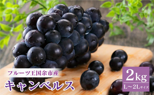 フルーツ王国余市産「キャンベルス」2kg【ニトリ観光果樹園】ぶどう