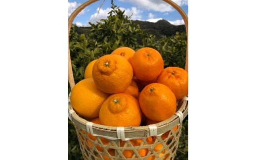 【産地直送】 食べ頃柑橘おまかせバラエティーセット