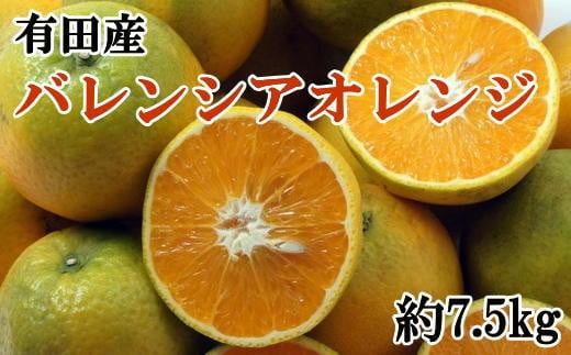有田産濃厚バレンシアオレンジ 約7.5kg（M～2Lサイズおまかせ）★2024年6月中旬より順次発送予定 481599 - 和歌山県由良町