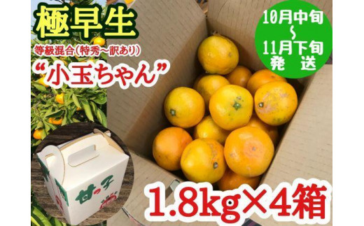 極早生 みかん 有田 小玉ちゃん 等級 混合 1.8kg × 4箱 南泰園