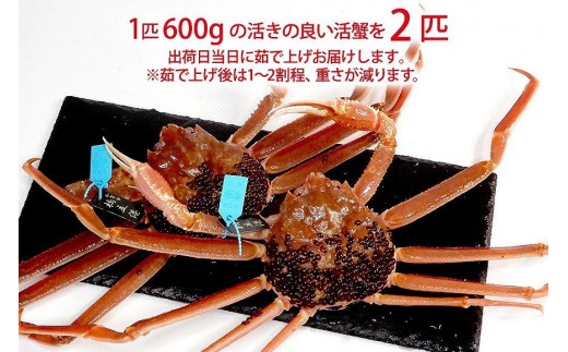 石川県産 加能かに/ズワイガニ ( 産地証明タグ付 ) 茹で上げ前重量 約600g 2匹 中サイズ