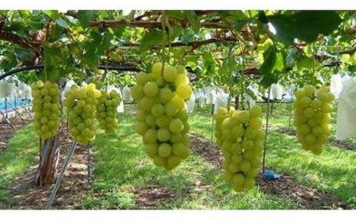ふるさと納税 長野県 松本市 ぶどう（黄華）3〜4房×2箱［2023年9
