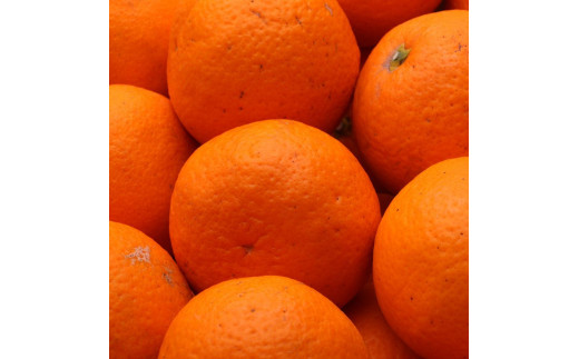 ＜2月より発送＞家庭用きよみオレンジ6.5kg+195g（傷み補償分）【光センサー食頃出荷】【樹上完熟清見オレンジ・清見タンゴール・清美】【わけあり・訳あり】