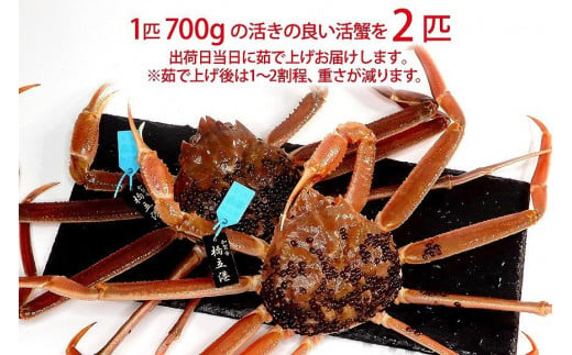 石川県産 加能かに/ズワイガニ ( 産地証明タグ付 ) 茹で上げ前重量 約700g 2匹 大サイズ