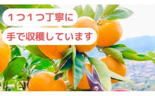 農家直送】濃厚な甘さの早生みかん5kg/【厳選小みかん】みかんの