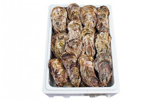 能登穴水の牡蠣（殻付き） 加熱用 5kg - 石川県｜ふるさとチョイス