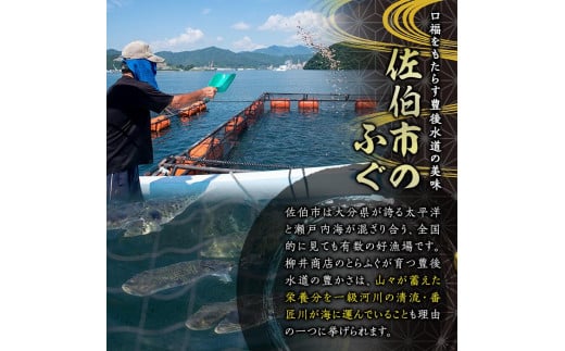 豊後水道 とらふぐ 香味 オイル漬け フクトロコンフィ バジリコ (約170g) 【AB71】【柳井商店】