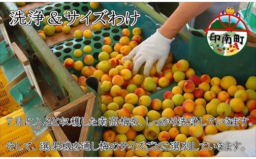 いなみの里梅園 しそ梅10kg 塩分約15％【和歌山産】紀州南高梅 印南町